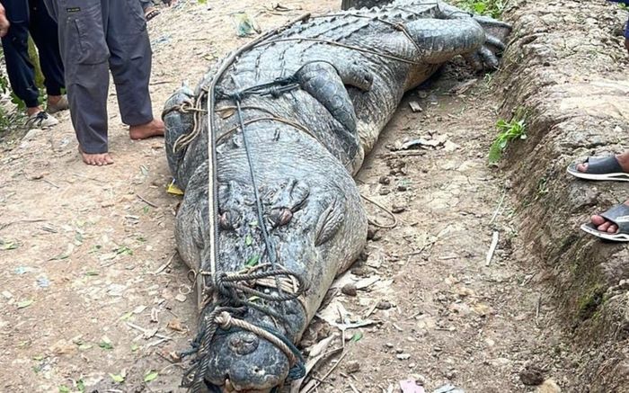 Người dân bắt được con cá sấu 'quái vật' dưới sông, trọng lượng lớn đến mức khó tin