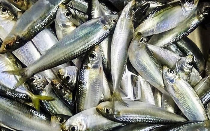 3 loại cá nên ăn vào mùa lạnh, sẽ tốt hơn nếu ăn cả xương