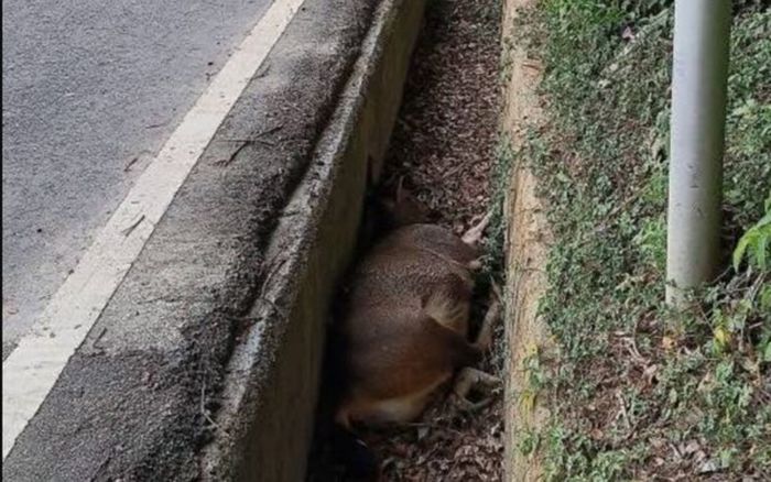 Phát hiện xác con vật nặng hơn 100kg chết bất thường trong mương nước, người dân bất an