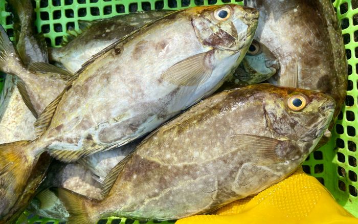 Loại cá biển bé tí là đặc sản miền Trung, thịt ngọt dai lại ít tanh, nấu canh chua ăn 2 chén cơm còn thèm