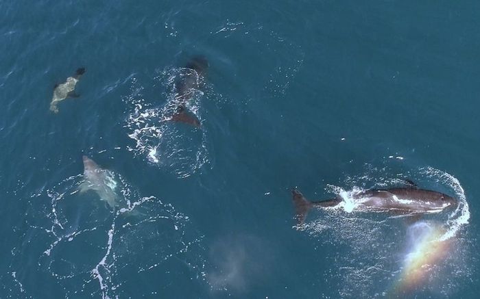 Cá voi sát thủ hạ gục 'hung thần đại dương', cảnh tượng cực hiếm được ghi lại