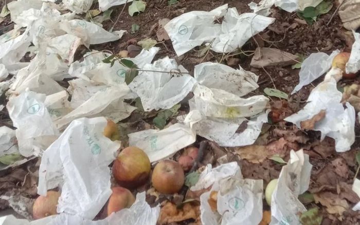 Vườn táo bị phá hoại thành đống đổ nát khiến nông dân điêu đứng, danh tính 'thủ phạm' gây xôn xao