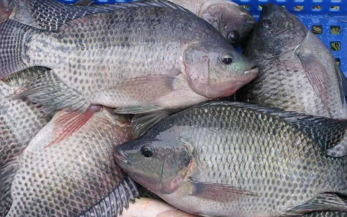 Loại cá được Mỹ đánh giá tốt hơn cá hồi, giúp ngừa ung thư, ở Việt Nam bán rất rẻ