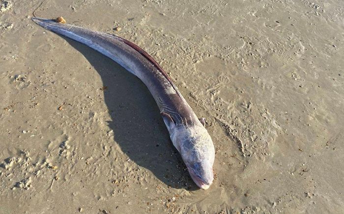 Dắt chó đi dạo trên bãi biển, người phụ nữ hoảng hốt khi phát hiện 'quái vật khổng lồ' trôi dạt vào bờ