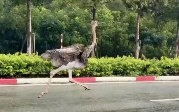 Một con chim đà điểu bị tạm giữ