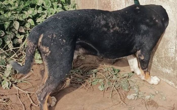 Con chó bị mắc kẹt phần đầu trong hàng rào suốt đêm, cảnh tượng sau đó khiến ai cũng nghẹt thở