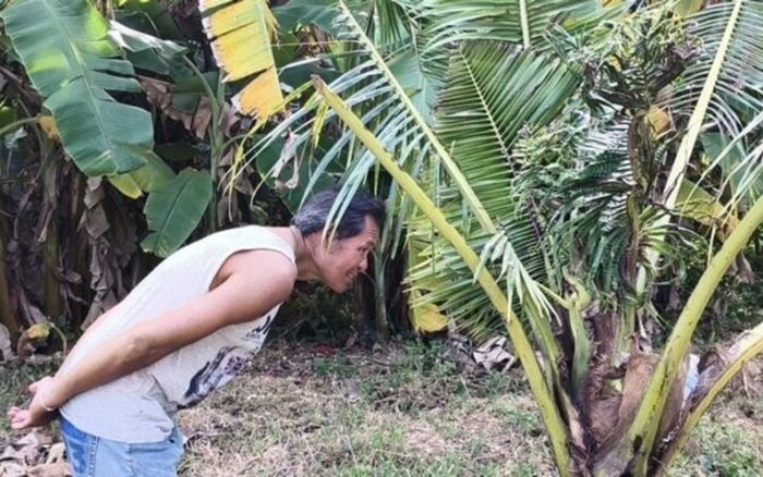 Cây dừa bỗng có hiện tượng kỳ lạ, người dân ùn ùn kéo nhau đến xem