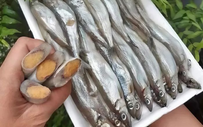 Loại cá bé xíu nhưng bụng đầy trứng ăn béo ngậy, kho hay nướng muối ớt ngon quên lối về