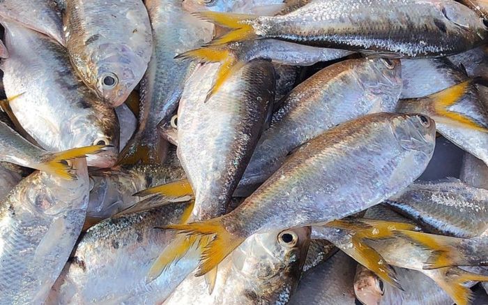 Loại cá đặc sản mùa xuân nổi tiếng ở Hưng Yên, vào mùa trứng béo ngậy ai cũng mê