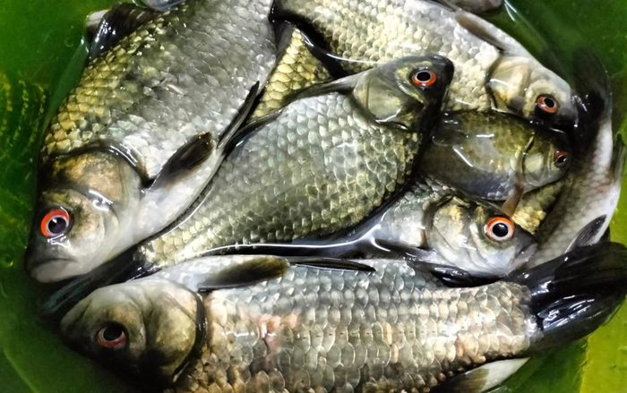 Loại cá đồng cực rẻ lại bổ sức khỏe, đặc biệt tốt cho nam giới nhưng nhiều người bỏ qua