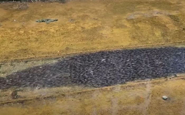 Con kênh xuất hiện cảnh tượng kỳ lạ bên dưới dòng nước, người dân xôn xao