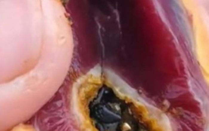 Mổ vịt ăn Tết, người đàn ông bàng hoàng phát hiện thứ nằm bên trong