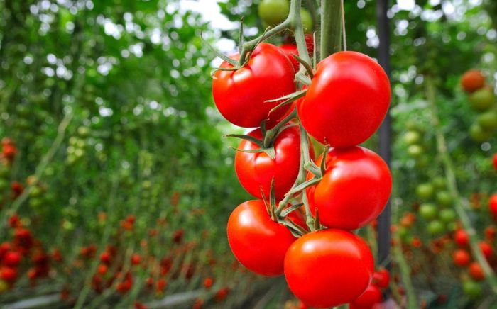 Loại quả xưa 'rẻ như cho' được bán theo rổ, nay đắt hơn thịt