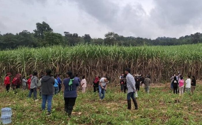 Thấy bầy chó hoang tụ tập ở ruộng mía, người dân bàng hoàng sau khi đến kiểm tra