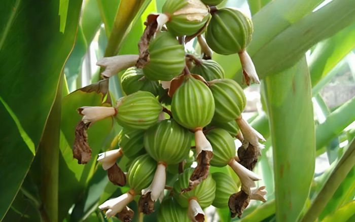 Loại quả đắt bậc nhất thế giới, làm nhiều món ngon: Hơn 10 nước trồng được, trong đó có Việt Nam