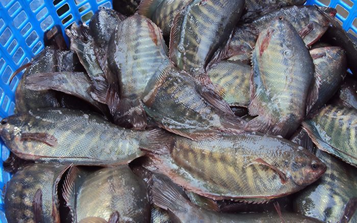 Loại cá đồng bé tí là đặc sản miền Tây, phơi khô thành món ngon hết sảy, ăn 2 chén cơm còn thèm