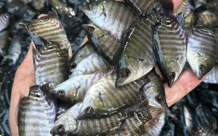 Loài cá với cái tên nghe rất tượng hình, nông dân miền Tây 'hái tiền' khi vào mùa thu hoạch