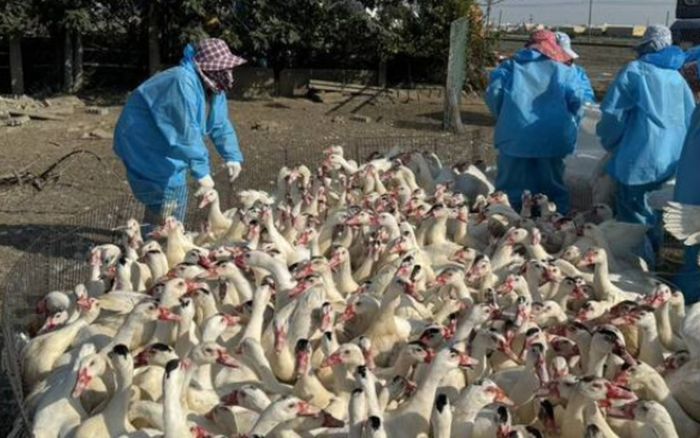 Tiêu hủy khẩn 5.200 con vịt tại một trang trại, nguyên nhân khiến nhiều người xôn xao