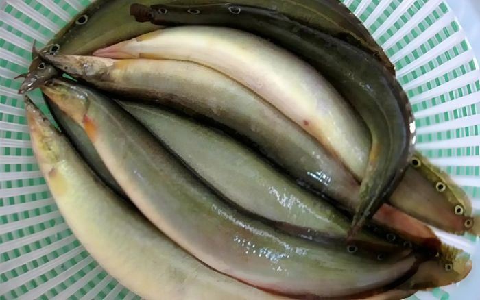 Loại cá đầy nhớt sống ở bùn bị chê bẩn, nay là đặc sản miền Tây, kho tiêu ăn ngon hết sảy