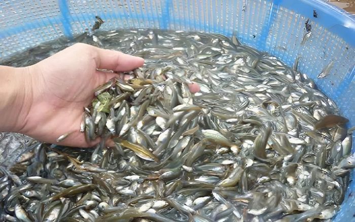 Loại cá bé tí ở kênh rạch là đặc sản miền Tây cực ngon, kho tiêu ăn với cơm nóng hết sảy