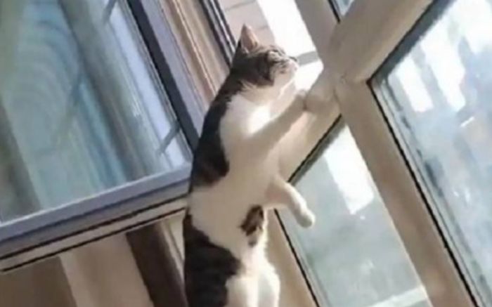 Để mèo ở nhà suốt 26 ngày rồi về quê, người phụ nữ bàng hoàng trước cảnh tượng khi mở cửa phòng