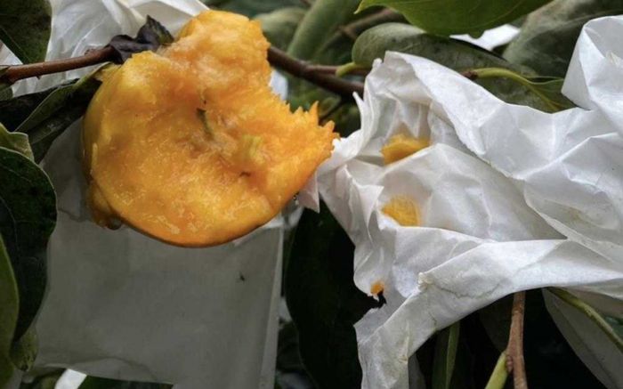 Vườn hồng sắp thu hoạch bị tàn phá, nông dân 'khóc ròng' bất lực khi biết thủ phạm