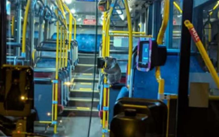 'Vị khách đặc biệt' xuất hiện trên xe buýt, câu chuyện đằng sau gây xúc động