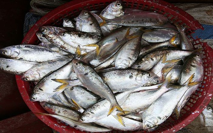 Món cá kho đặc sản của Hải Phòng, ăn một lúc hết 5 bát cơm