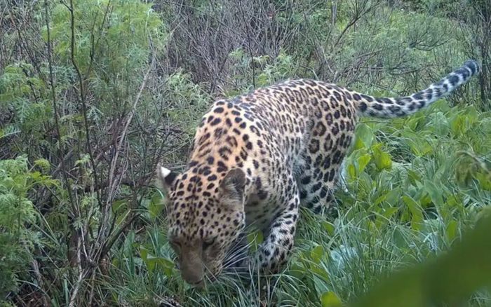 Loài thú săn mồi biến mất suốt 30 năm nay xuất hiện trở lại gây xôn xao