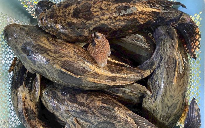 Loại cá nước ngọt đặc sản ở Cà Mau giá gần 500.000 đồng/kg vẫn 'cháy hàng'