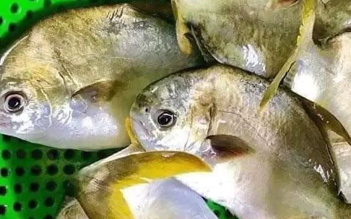 Loại cá đứng đầu 'tứ quý ngư', thịt mềm béo ít tanh, dù 300kg/ký vẫn đắt hàng