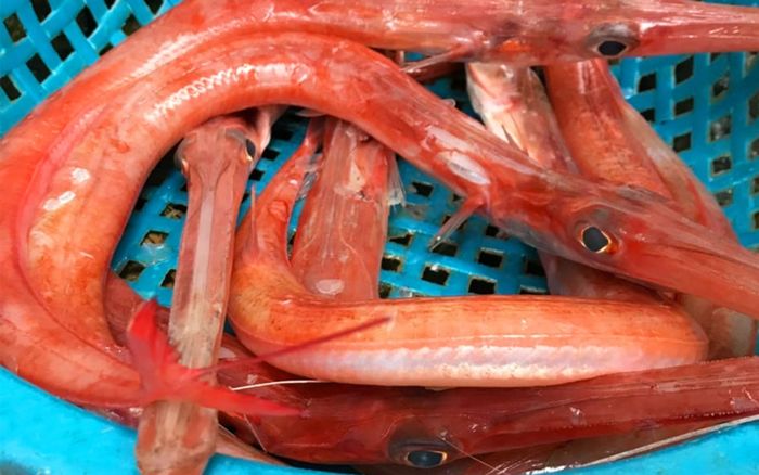 Loại cá dài ngoằng hình thù kỳ lạ nhất Việt Nam, nướng than ăn ngon hết sảy