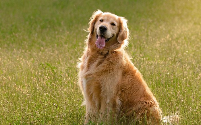 Về quê đón Tết để con chó chết đói trong phòng trọ, người phụ nữ nhận 'cái kết' không ngờ