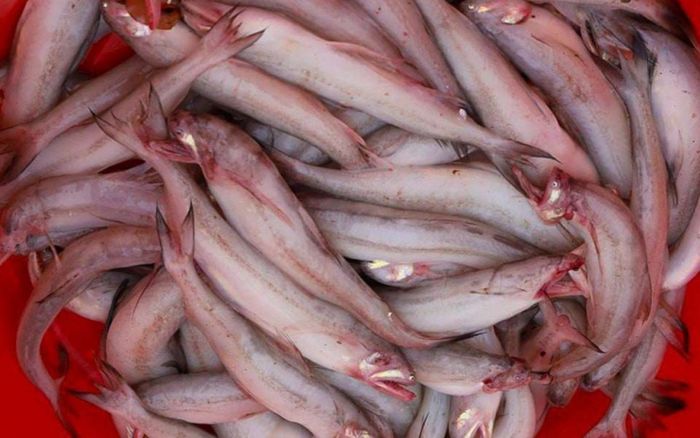Loại cá thịt mềm như cháo, dễ tan khi nấu là đặc sản mỗi năm chỉ có một mùa