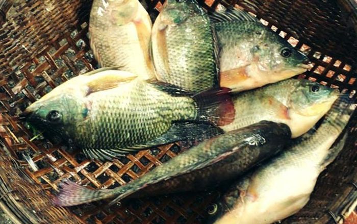 Chuyên gia Mỹ đánh giá 6 loại cá tốt sức khỏe, đi chợ gặp phải mua ngay