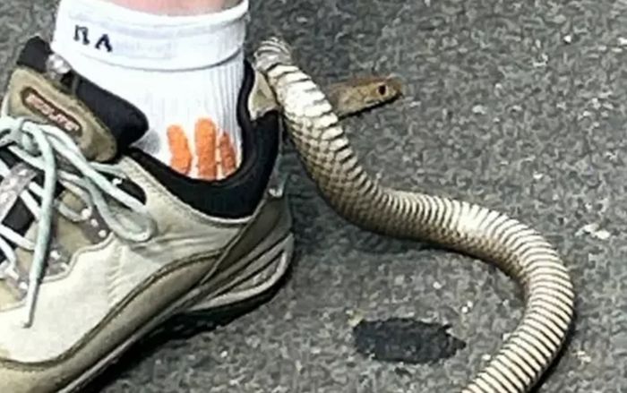 Hoạt động ngoài trời, người phụ nữ 'chết lặng' khi phát hiện rắn độc quấn quanh giày