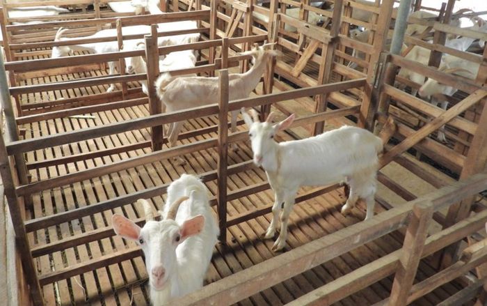 Nuôi dê suốt 30 năm, người đàn ông bỗng mắc bệnh lạ khiến bác sĩ phải lên tiếng cảnh báo