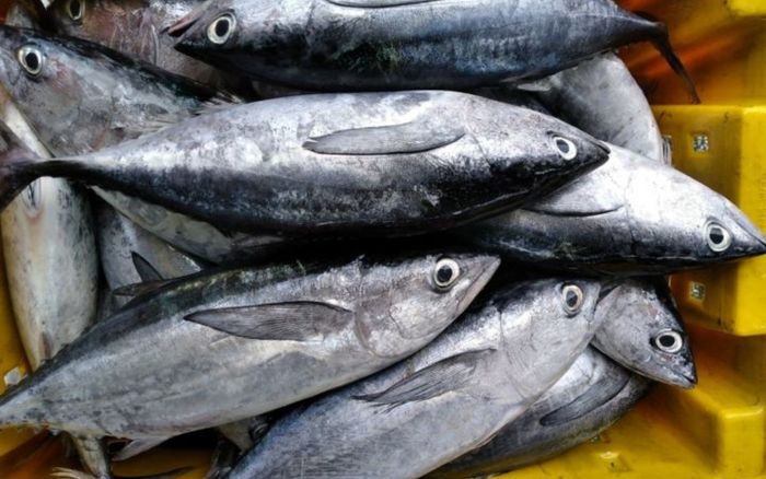 5 lợi ích tuyệt vời của cá biển với sức khỏe