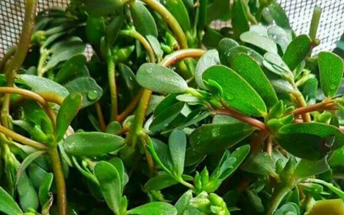 3 loại rau dân dã ở Việt Nam được thế giới ưa chuộng 1 triệu/kg, cực tốt sức khỏe