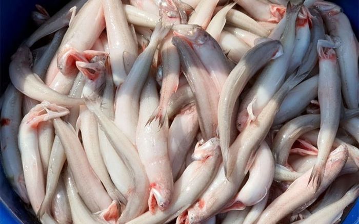 Loại cá có tên của một loại củ, thân mềm, trong suốt và không có vảy