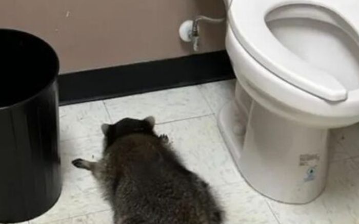 Con thú say rượu đột nhập vào nhà người dân quậy phá, hiện trường khó tin