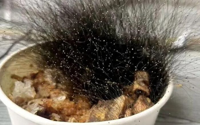 Để quên bát cơm ở văn phòng nửa tháng, người đàn ông tá hỏa trước cảnh tượng khi đi làm trở lại