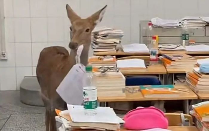 Con vật đi lạc vào lớp học, nhai sạch bài kiểm tra khiến học sinh ngỡ ngàng