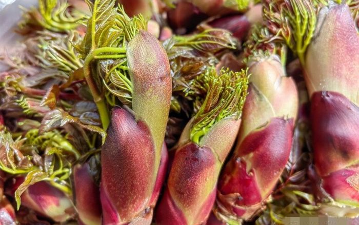 Việt Nam có loại rau mọc dại bổ như nhân sâm, là 'hàng hiếm' ở nước ngoài, giúp ngừa ung thư