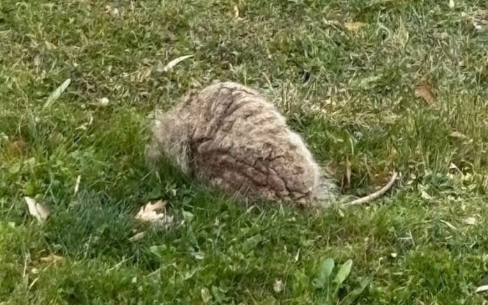 Phát hiện vật thể lạ nằm ngoài sân, cô gái lập tức đăng đàn cầu cứu sau khi biết sự thật