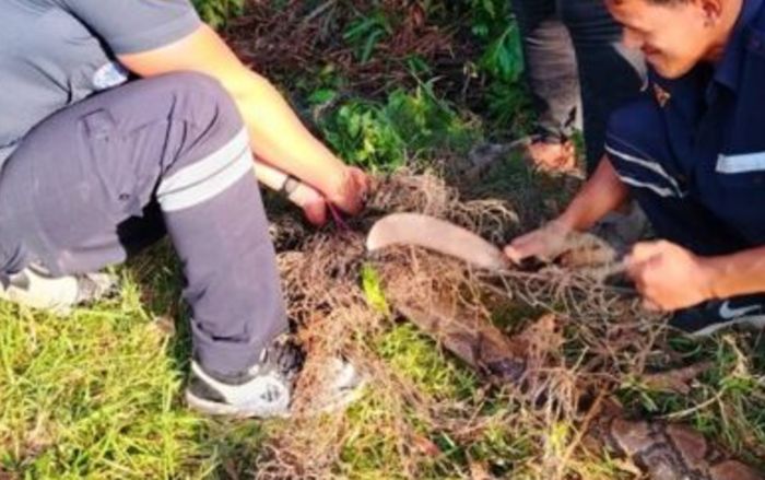 Đi cho cá ăn, người đàn ông kinh hoàng phát hiện 'vị khách' trong ao nước