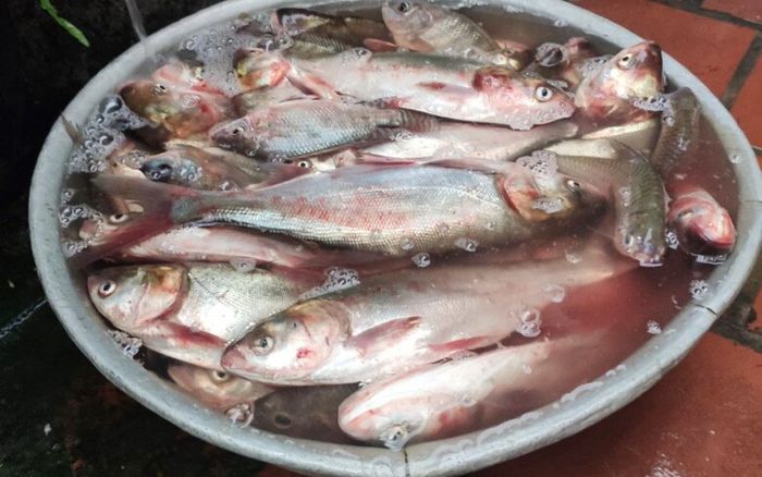 Loại cá bị chê tanh, không ai muốn mua nay là đặc sản miền Tây, kho riềng nghệ ăn 2 chén cơm còn thèm