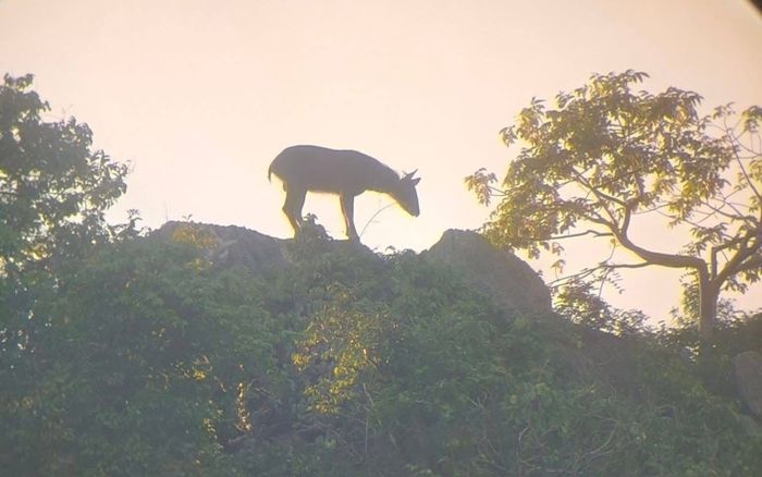 Phát hiện con vật quý hiếm trên sườn núi, cảnh tượng gây ngỡ ngàng