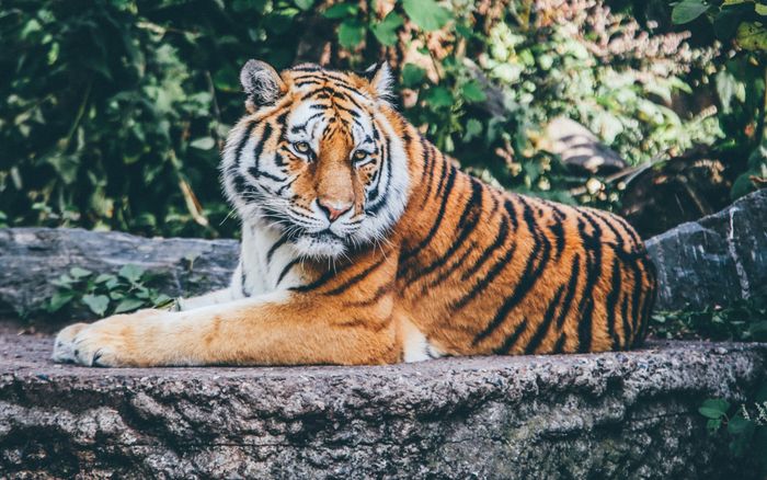 Người đàn ông bị hổ tấn công khi đi làm ruộng