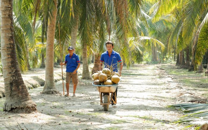 Vietcoco nỗ lực đổi mới để nâng cao giá trị dừa Việt trên trường quốc tế